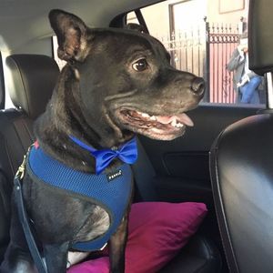 Meet your Posher, Anthony